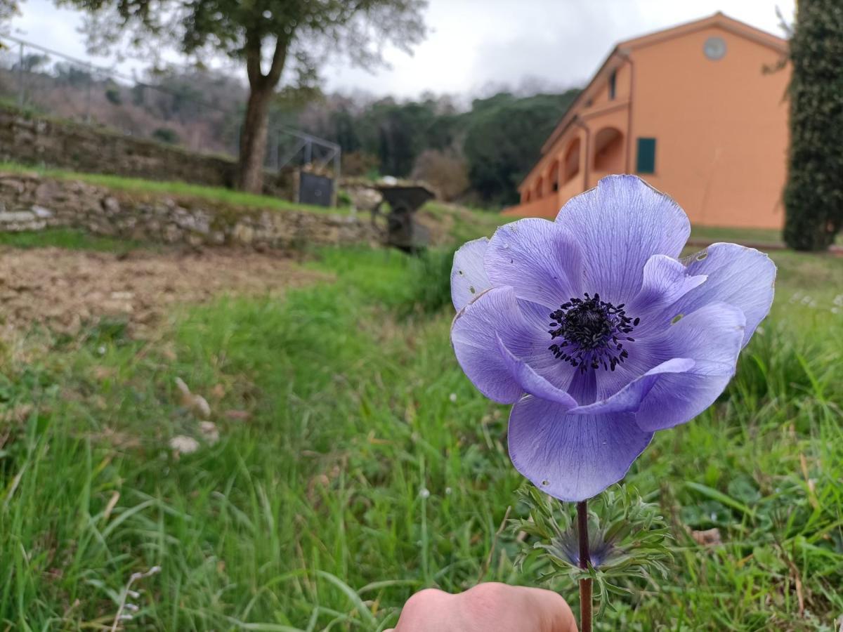 B&B Agriturismo Regno Di Toscana Collesalvetti Exterior photo